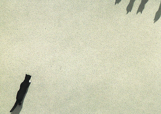 Inkognito Greeting Card: 2836